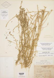 Herbarium sheet of Warnock 15470 TEX-LL 296774